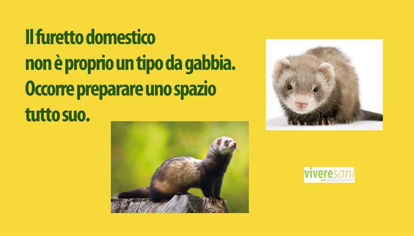 Dinamico e giocherellone: il furetto Dinamico e giocherellone: il furetto